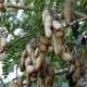 tamarind leaves and pods
