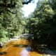 Oparara River coloured by natural tannins