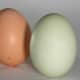 Three eggs with different colored shells