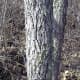 As you can see from the picture, Sassafras has a pretty distinct large bark, separated by gaps.