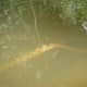 It gracefully swims under water...