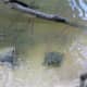 Red-eared Slider turtle and Diamond-back water snake coexist in the river.