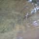 Its tail is curled around the log and a branch for stability against the mild current.