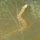 Diamond-back hooked its tail around a branch. It's very still with its nose above the water.