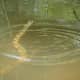 The watersnake is still motionless & looks like a branch, while the fish swim around it.