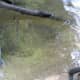 A large catfish moves in from behind it ...