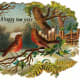 birds in the country