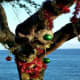 The keawe tree needs some Christmas cheer
