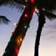 Coconut Tree Wrapped with Christmas Lights