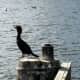 This is a cormorant. At first you may think it's an anhinga, as it looks and behaves very similarly. Note that the cormorant has a curved beak and swims more on the surface of the water. Its neck is not as snakelike.