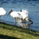 It's not uncommon to see wood storks hanging out together.