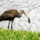The limpkin has white flecks and spots on its neck and body. It eats mussels along the shore.
