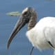 The wood stork is a large white bird with a black bare head and heavy beak. 