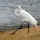 The great egret is an all-white bird with black legs and a yellow bill. It flies with the neck drawn up.