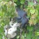 Little blue heron with its young