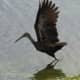 The limpkin is a large bird with a brown body with white flecks and long dark olive legs. This limpkin is taking flight.
