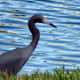 Although the little blue heron goes through color stages (white and then mottled when young), usually it is slate blue with a blue/gray beak with a black tip.