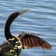 Pointed beak = anhinga