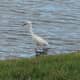 The snowy egret is smaller than the great egret. It has a black beak and yellow feet.