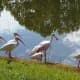 Note the spoonbill in the middle of a flock of ibis. At first glance, one might overlook it, but it is larger than the ibis and a light pink. The ibis are white. The broad, spatula-like beak is the spoonbill's most distinct feature.