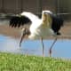 A wood stork in Florida