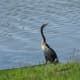 Anhingas have long, snakelike necks, straight bills, and long tails. Females have brownish necks. They swim with the body low in the water, diving often. To take flight, they run across the water's surface. Often, you'll see their wings spread to dry