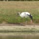 The dark wing tips of the wood stork are visible when they fly or stretch out the wing like this one is doing. Flies with head extended.