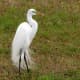 This great egret is showing the breeding plumage.