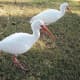 The white ibis has a curved bill (bright red in breeding season), black wingtips when flying, and red legs. The immature ibis is brown with white underparts.
