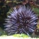 Purple Sea Urchin [Source: Science Mag]