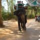Elephant Rides in Cambodia Srok Khmer!