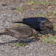 Male and Female Brown-Headed Cowbirds