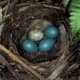 Brown-Headed Cowbird, speckled egg in a Robin's nest.