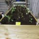 Decking seed bed, ideal for raising seedlings and growing vegetable plants.