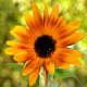 Sunflower Soft Light