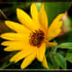Sunflower Strip