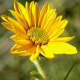 New Sunflower Bloom