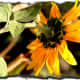 Back of Sunflower 