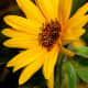 Yellow Sunflower