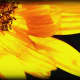 Sunflower Florets