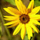 Very Yellow Sunflower