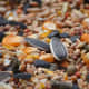 Seed-based diets are common for birds but not the healthiest.