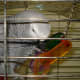Larger parrots live longer and can learn words and sentences.