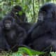 Cross river gorillas