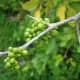 immature bael fruits