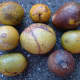 bael fruits at different stages of ripeness