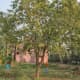 The bael or stone apple tree