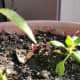 Amaranthus dubius or spleen amaranth seedlings are reddish in color.