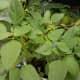Kalunay plants with all green leaves.