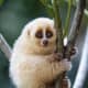 the-prettiest-animals-never-known
